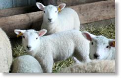 Lambs at Meadow Harvest